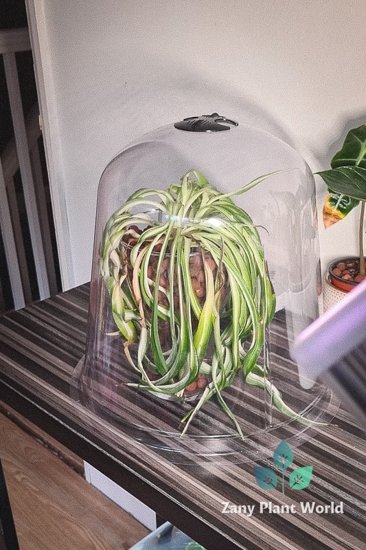 Best Low Light Indoor Plants for a Relaxing Home- Spider Plant Bonnie
