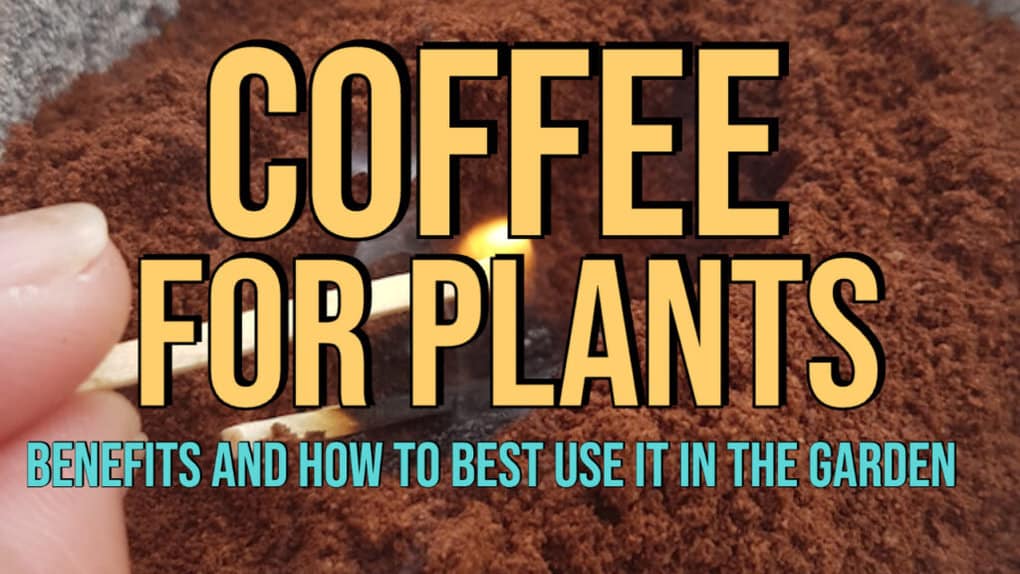Coffee for Plants Benefits and How to Best Use them in the Garden feat